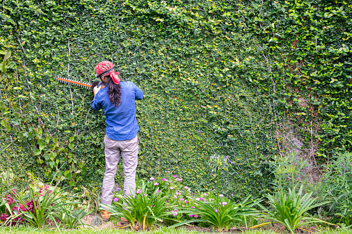 Gardener pruning the plant wall