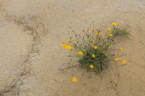 yellow flowers in the middle of the desert