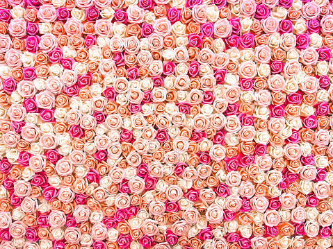 Colorful pink roses flower background