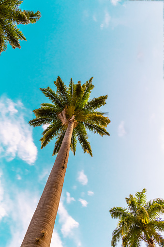 Tropical landscape with palm trees and sunny blue sky.