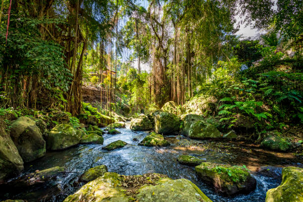 Beautiful river in rainforest of Bali Beautiful river at Gunung Kawi in the tropical rainforest of Bali liana stock pictures, royalty-free photos & images