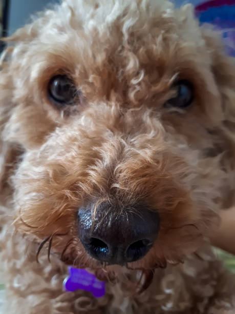 istock Cute golden poodle dog snout 1408123241