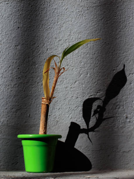 istock green enameled vase with a lucky bamboo seedling, lit from the side by sunlight, casting its shadow on the rustic wall nearby. 1408124247