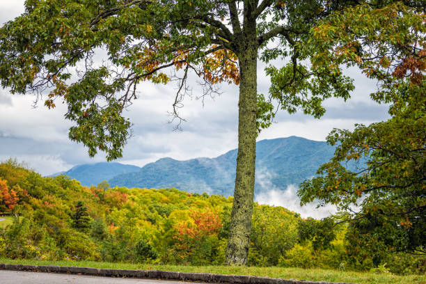 widok pod dużym kątem z okolic richland balsam na park blue ridge appalachian mountains w północnej karolinie z opadającymi liśćmi kolorowych liści i drzewem na pierwszym planie - blue ridge mountains blue ridge parkway north carolina autumn zdjęcia i obrazy z banku zdjęć