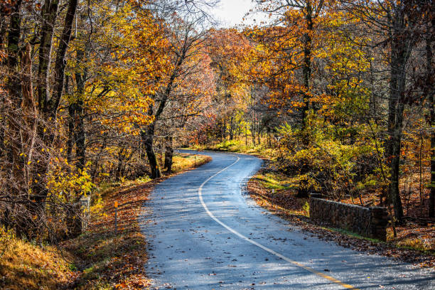 Colorful yellow orange foliage in autumn fall season on Fawn Ridge drive in Wintergreen Resort, Virginia with paved asphalt curvy winding road landscape stock photo