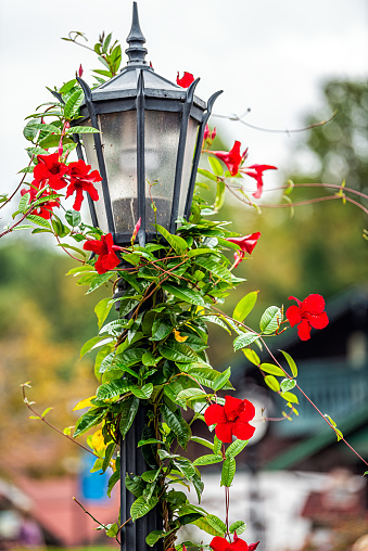 Bavarian village of Helen, Georgia traditional architecture building house in background with vertical view of lamp post and Brazilian jasmine red flower decorations and cloudy sky