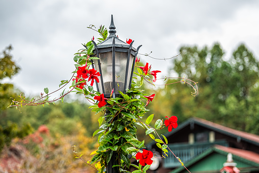 Bavarian village of Helen, Georgia traditional architecture building house in background with lamp post and Brazilian jasmine red flower decorations and cloudy sky