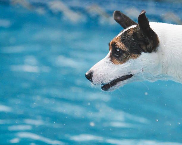 istock Side portrait of dog 1408126060