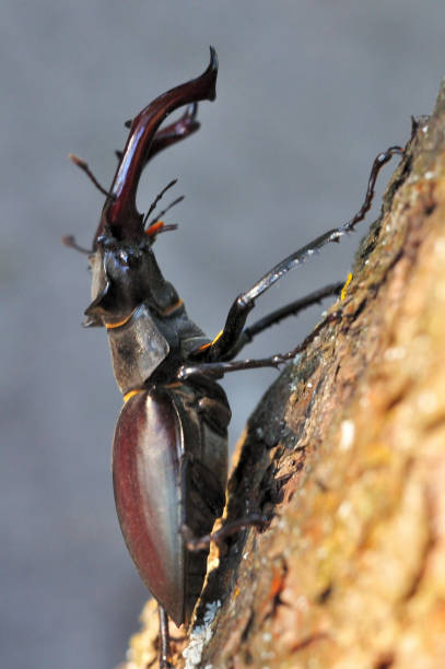 рогатый жук-олень сидит на стволе дерева, избирательный фокус - жук олень фотографии стоковые фото и изображения