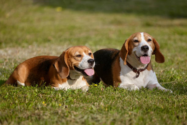 istock two beagle dogs lie on the grass in summer 1408129479