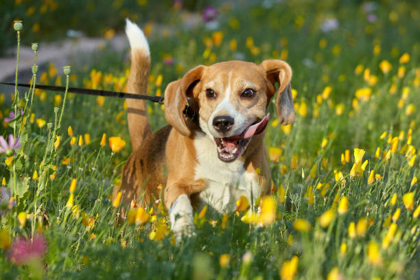 istock charming beagle dog in summer among flowers 1408129485