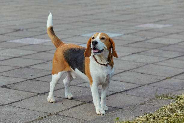 istock charming beagle dog on the street in summer 1408129492