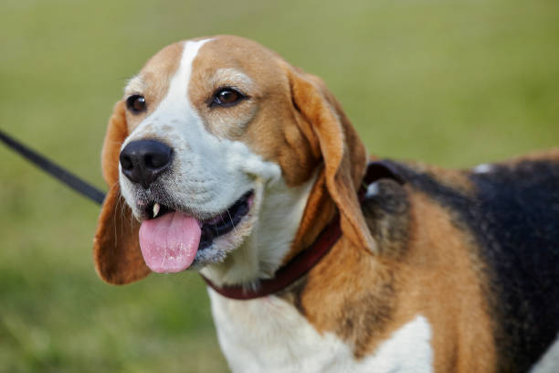 istock charming beagle dog on the street in summer 1408129495