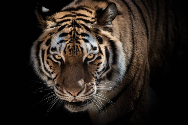 Tiger with dark background stock photo