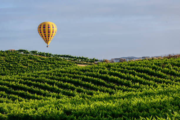 Hot air balloon floating over a wine country vineyard. stock photo