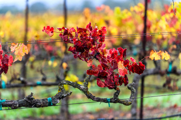 istock Autumn, Sonoma County, California 1408130602