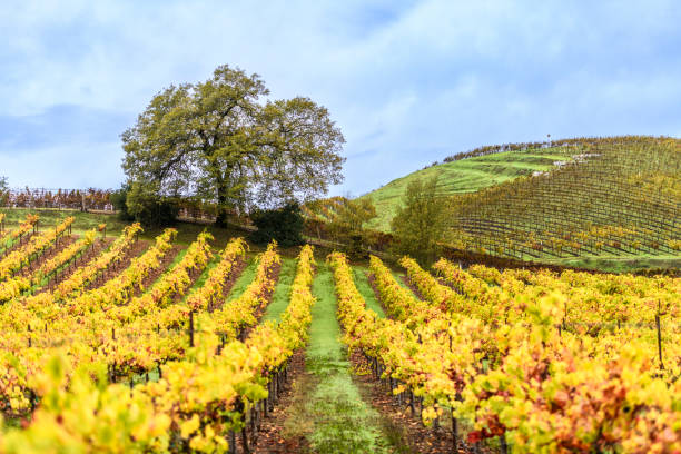 istock Autumn, Sonoma County, California 1408130605