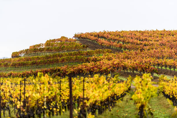 istock Autumn, Sonoma County, California 1408130615