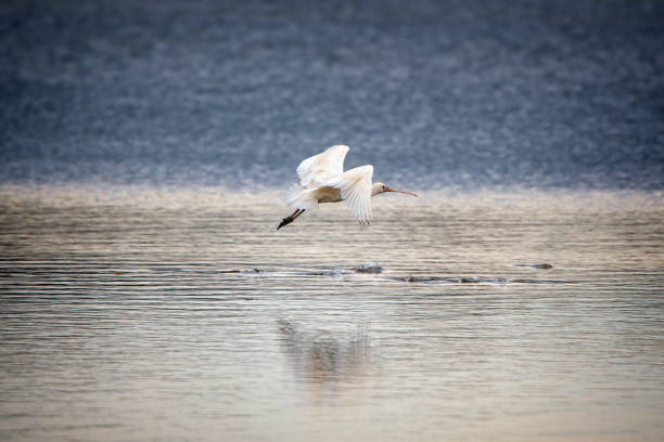 istock Yellow-billed Spoonbill (Platalea flavipes) Threskiornithidae 1408131495