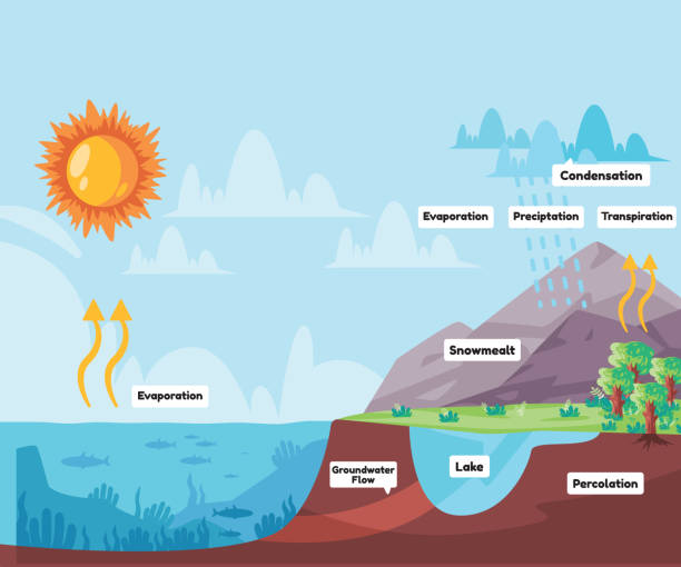 Water cycle process water evaporates to atmosphere condenses into rain in clouds and falls precipitation rain Water cycle process water evaporates to atmosphere condenses into rain in clouds and falls precipitation rain vector water vapour diagram stock illustrations