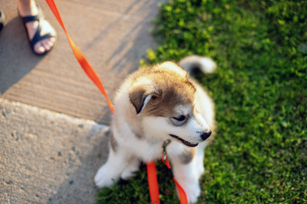 An Alaskan Malamute puppy goes for his first walk.