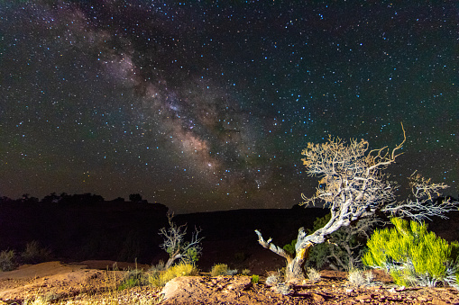 Desert Plants Under Milky Way in Utah