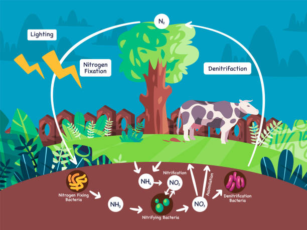 illustrazioni stock, clip art, cartoni animati e icone di tendenza di diagramma del ciclo dell'azoto azoto processo biogeochimico azoto convertito dall'atmosfera all'organismo del suolo che comporta la nitrificazione di fissazione - tree root nature environment