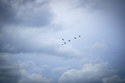 Geese flying together just before a storm arrives.