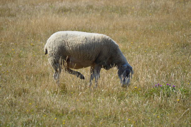 Boulonnais sheep stock photo