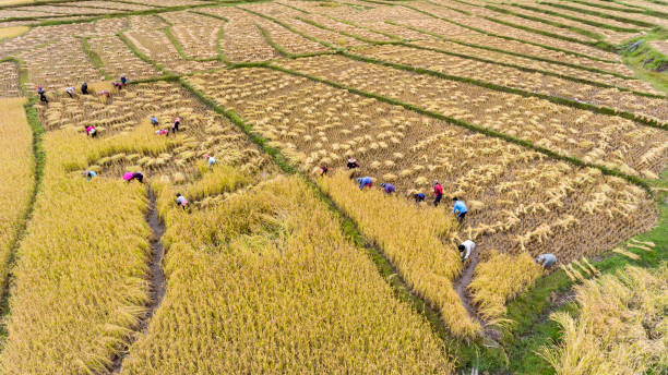 A female farmer in ripe rice field