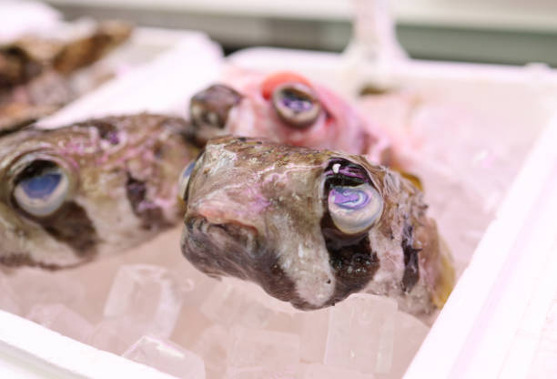 Porcupinefish in an ice box
