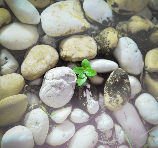 saplings grow on the gravel ground.