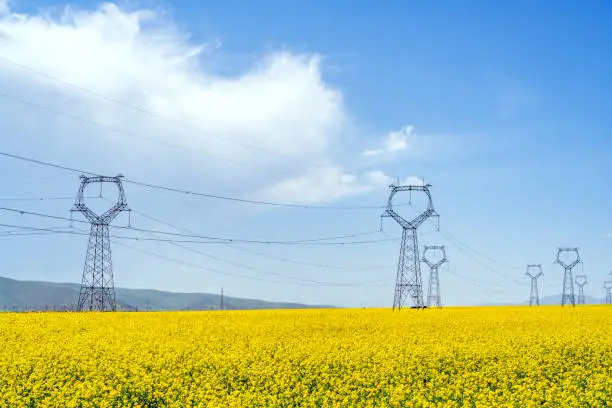 Oilseed rape flowers blooming in the agricultural field, electricity pylons in the agricultural field