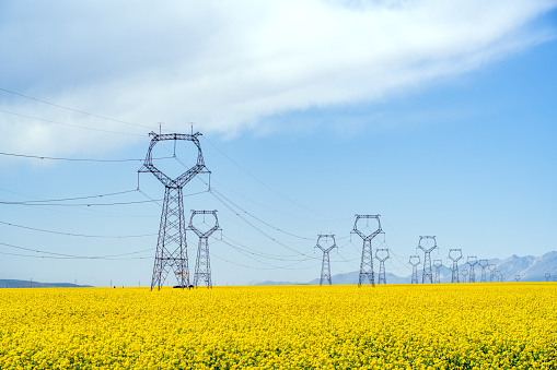Oilseed rape flowers blooming in the agricultural field, electricity pylons in the agricultural field
