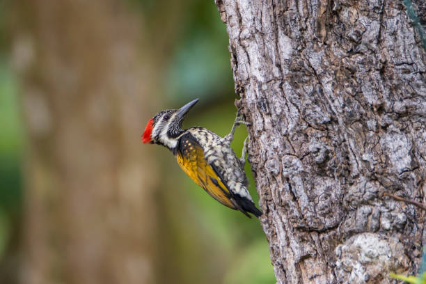 istock Lesser flame back or Black Rumped Flameback Woodpecker. 1408141345