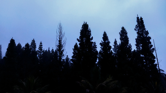 The weather was cloudy with gray clouds forming a silhouette on the pine trees.