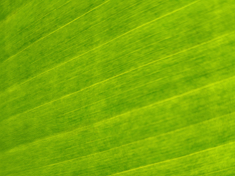 A macro scene of green leaf.