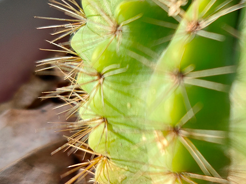 A macro scene of green cactus plant.