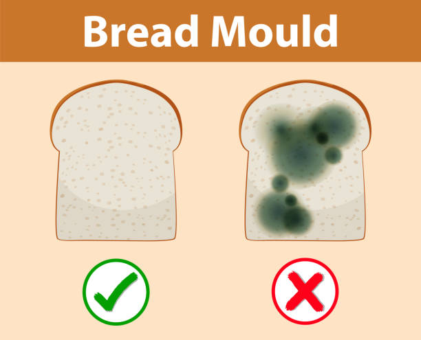 Distorted Bread 70+ Mold On Bread Background Stock Illustrations, Royalty-Free Vector ...