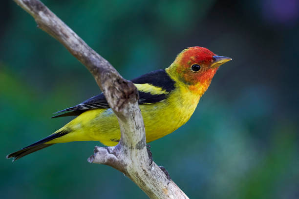 Western Tanager A male western tanager stops by on its annual migration north piranga ludoviciana stock pictures, royalty-free photos & images