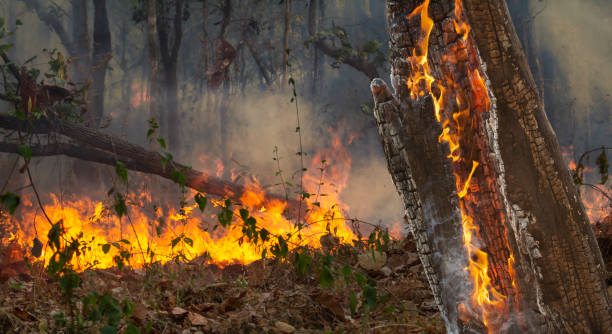 人が引き起こした熱帯林の山火事災害 - africa color image nature arid climate ストックフォトと画像