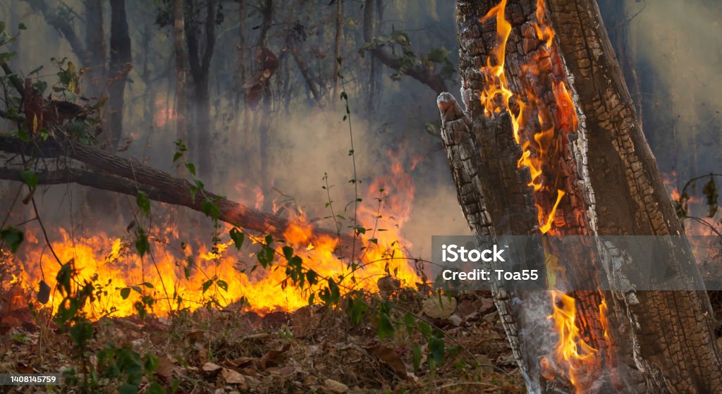 Wildfire disaster in tropical forest caused by human Forest Fire Stock Photo