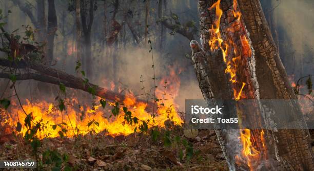 Wildfire Disaster In Tropical Forest Caused By Human Stock Photo - Download Image Now
