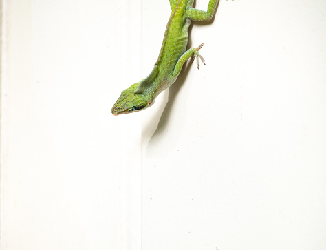 Head and body of a green anole on a white background.