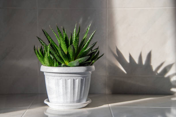 istock Succulent houseplant Haworthia in a pot on a windowsill 1408148761