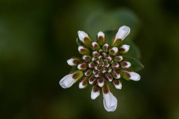 flowers captured in Bohinj valley Slovenia