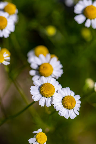 istock Matricaria chamomilla growing in meadow 1408153273