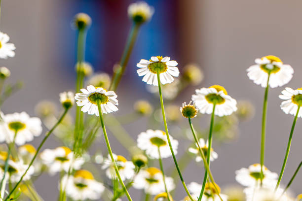 istock Matricaria chamomilla in meadow, close up 1408153532