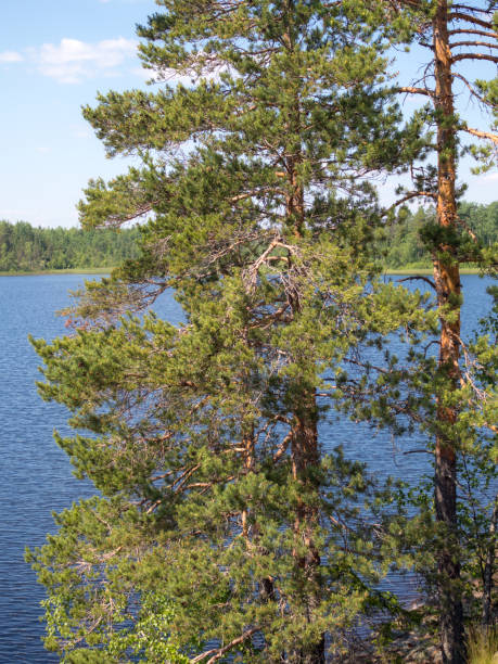 istock pine trees near the lake 1408154757