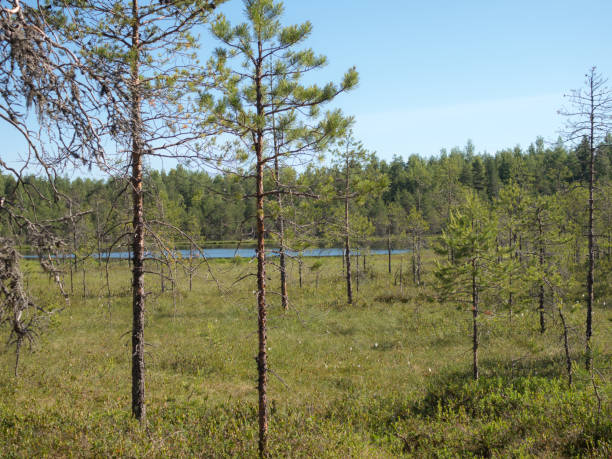 istock small lake and a swamp 1408154780